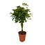 Schefflera Compacta - Ø19cm - ↕80cm