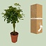 Schefflera Compacta - Ø19cm - ↕80cm