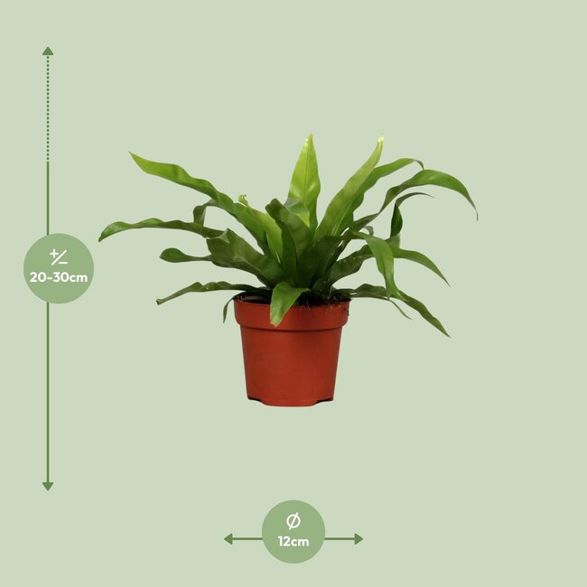 Asplenium Antiquum - Ø12cm - ↕25cm