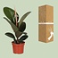 Ficus Elastica Robusta - Ø12cm - ↕35cm