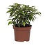 Ficus Benjamina Kinky - Ø12cm - ↕20cm