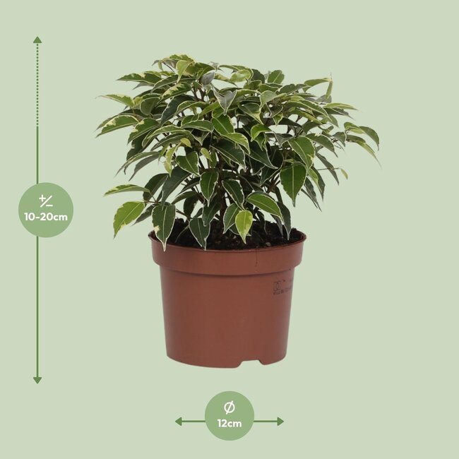 Ficus Benjamina Kinky - Ø12cm - ↕20cm