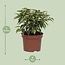 Ficus Benjamina Kinky - Ø12cm - ↕20cm