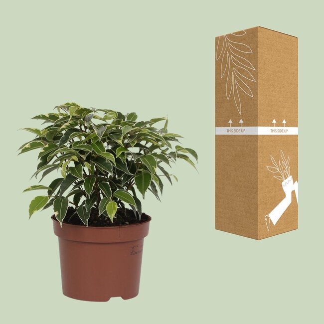 Ficus Benjamina Kinky - Ø12cm - ↕20cm