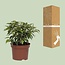 Ficus Benjamina Kinky - Ø12cm - ↕20cm