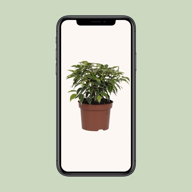 Ficus Benjamina Kinky - Ø12cm - ↕20cm