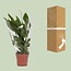 Spathiphyllum Alana - Ø12cm - ↕45cm