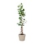 Ficus Benghalensis Audrey Op Stam Met Hangende Wortels - 220cm - ø45