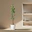 Ficus Benghalensis Audrey Op Stam Met Hangende Wortels - 220cm - ø45