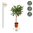 Ficus Elastica Robusta op stam - 210cm - ø40