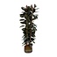 Ficus Elastica Abidjan struik - 225cm - ø40