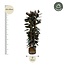Ficus Elastica Abidjan struik - 225cm - ø40