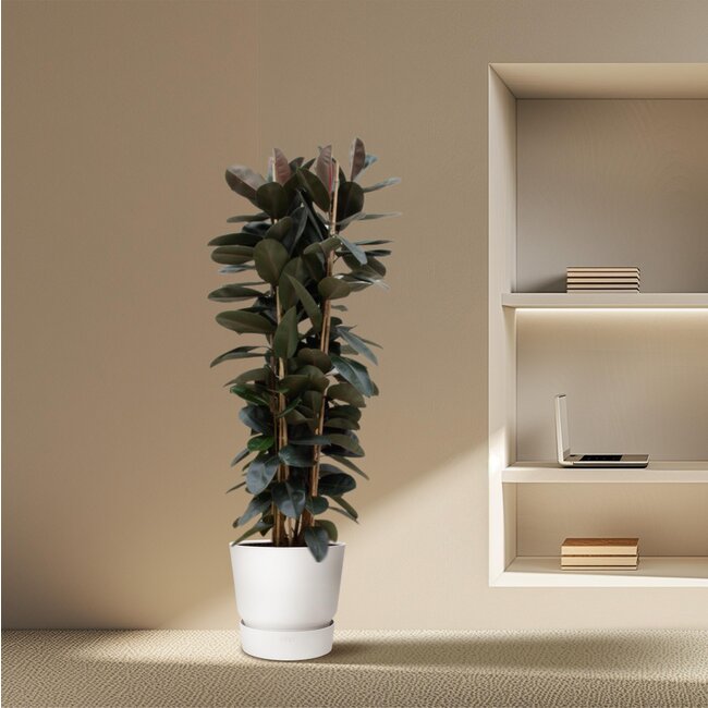 Ficus Elastica Abidjan struik - 225cm - ø40