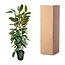 Ficus Elastica Tineke struik - 225cm - ø40