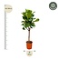 Ficus Lyrata boom - 180cm - ⌀30