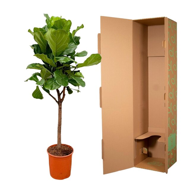 Ficus Lyrata boom - 180cm - ⌀30