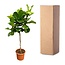 Ficus Lyrata boom XXL - 210 cm - ø40