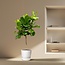 Ficus Lyrata boom XXL - 210 cm - ø40