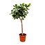 Ficus Lyrata boom XXXL - 230cm - ø42