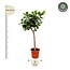 Ficus Lyrata boom XXXL - 230cm - ø42