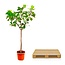 Ficus Lyrata boom XXXL - 300cm - ø55