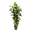 Ficus Lyrata struik XL - 200cm - ø40