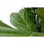 Ficus Lyrata struik XL - 200cm - ø40