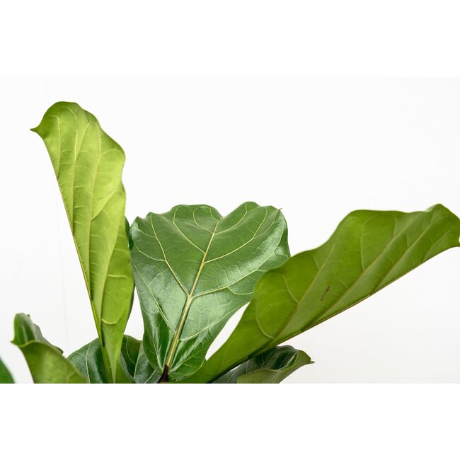 Ficus Lyrata vertakt XL - 200cm - ø32