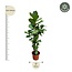 Ficus Lyrata vertakt XXL - 230cm - ø40