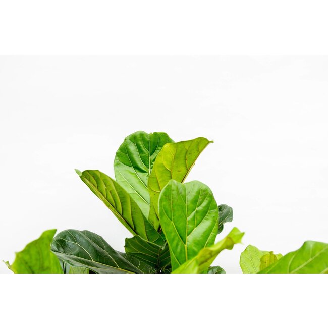 Ficus Lyrata vertakt XXL - 230cm - ø40