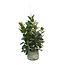 Ficus Robusta vertakt - 150 cm - ø38