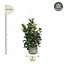 Ficus Robusta vertakt - 150 cm - ø38