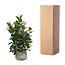 Ficus Robusta vertakt - 150 cm - ø38