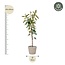 Ficus Tineke Op Stam - 220cm - ø30