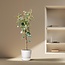 Ficus Tineke Op Stam - 220cm - ø30