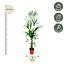 Kentia palm - 180cm - ⌀24