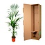 Kentia palm - 180cm - ⌀24