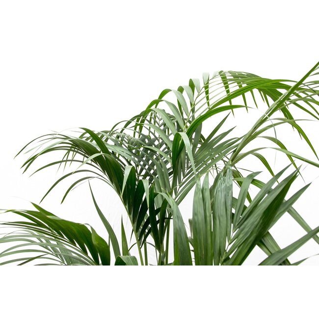 Kentia palm - 180cm - ⌀24