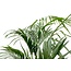 Kentia palm - 180cm - ⌀24