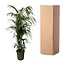 Kentia palm - 230 cm - ø38