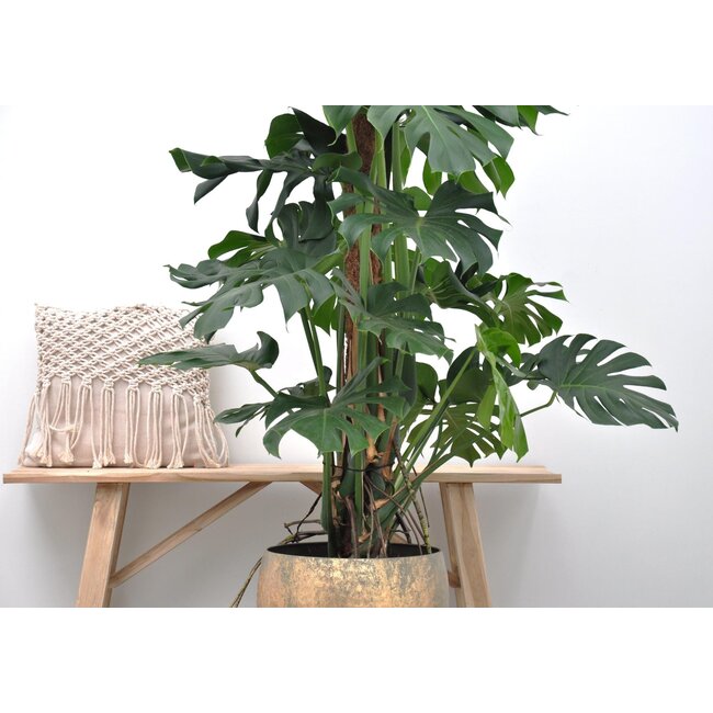 Monstera Deliciosa XXL - 150cm - ⌀27