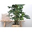 Monstera Deliciosa XXL - 150cm - ⌀27