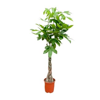 Pachira Aquatica - 160cm - ø27