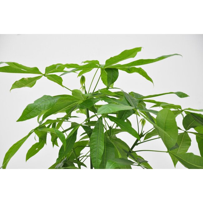 Pachira Aquatica - 160cm - ø27