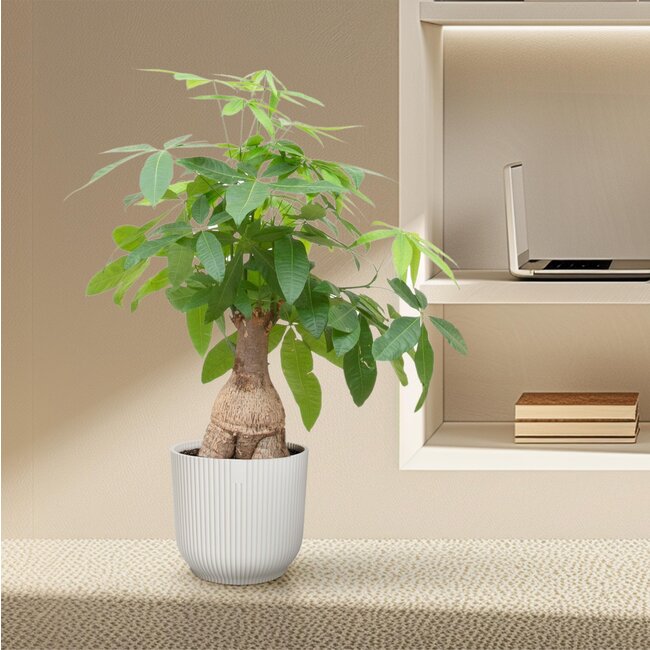 Pachira Aquatica Bonsai - 130cm - ø40