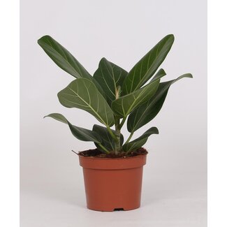 Ficus Bengalensis - Ø12 ↕25