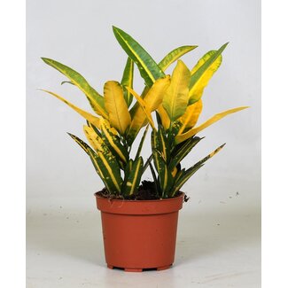 Croton Sunny Star - Ø12 ↕30