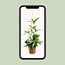 Dracaena Surculosa - Ø17 ↕55