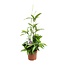 Dracaena Surculosa - Ø17 ↕55