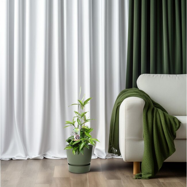 Dracaena Surculosa - Ø17 ↕55